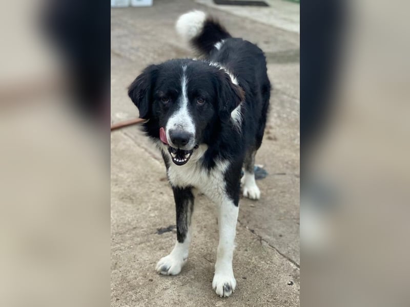 Quentin, geb. ca. 11/2022, lebt in GRIECHENLAND, im städt. Tierheim Serres