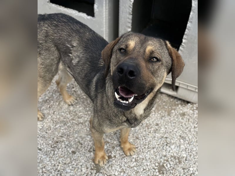 Waldo, geb. ca. 06/2022, lebt in GRIECHENLAND, im städt. Tierheim Serres