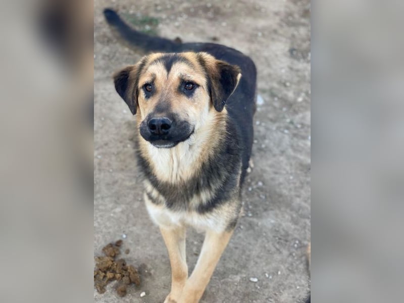 Elphaba, geb. ca. 07/2025, lebt in GRIECHENLAND, im städt. Tierheim Serres