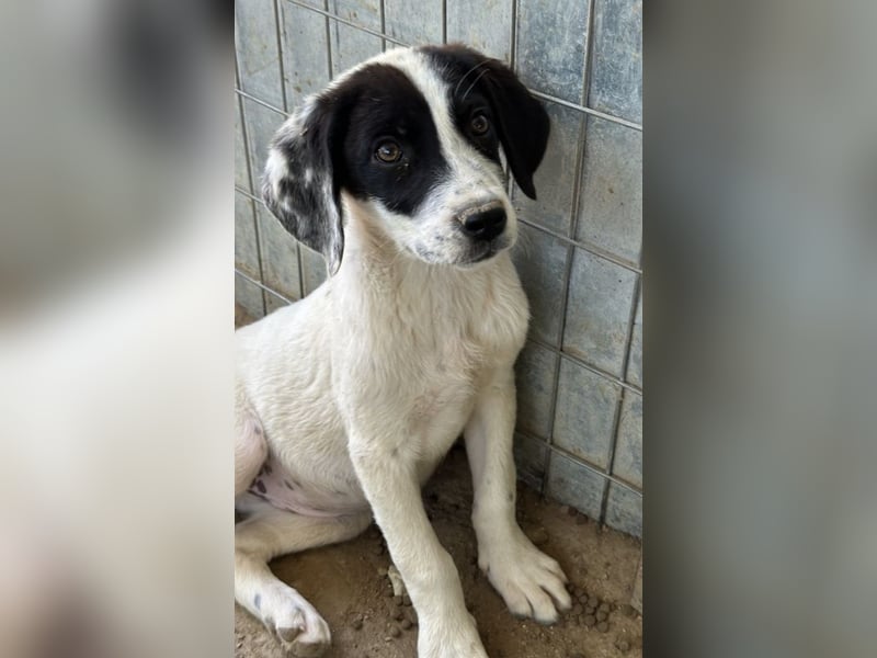 Utha, geb. ca. 02/2025, lebt in GRIECHENLAND, auf einer privaten Pflegestelle