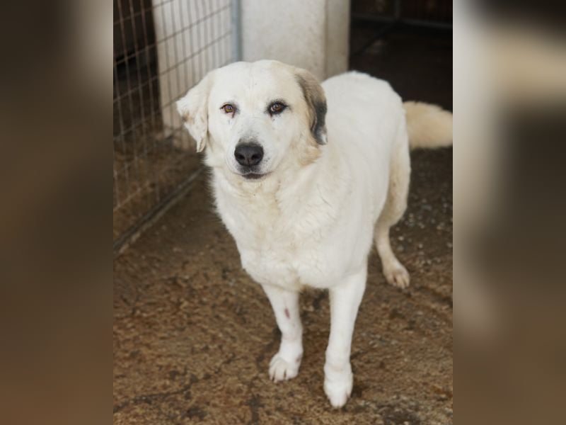 Bruna, geb. ca. 12/2020, lebt in GRIECHENLAND, im städt. Tierheim Serres