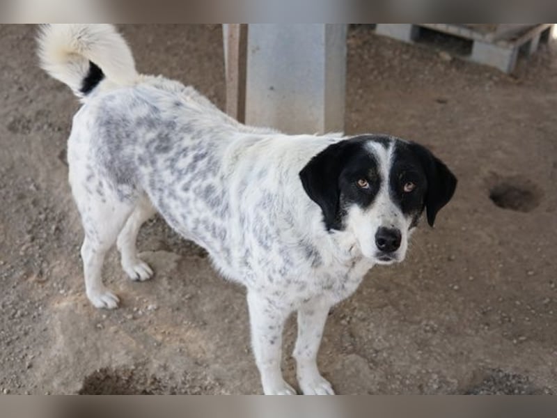 Amaya, geb. ca. 02/2023, lebt in GRIECHENLAND, im städt. Tierheim Serres