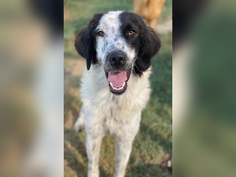 Yuni, geb. ca. 03/2023, lebt in GRIECHENLAND, im städt. Tierheim Serres