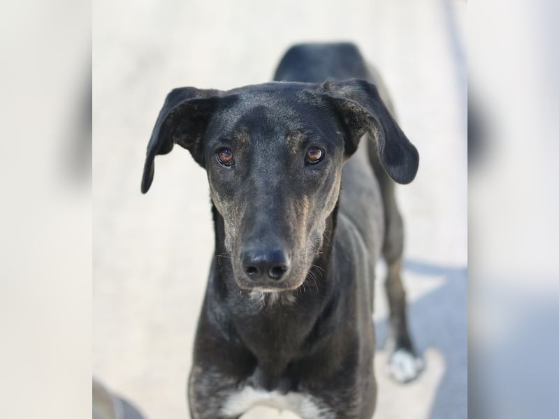 Nyota, geb. ca. 09/2023, lebt in GRIECHENLAND, auf einer privaten Pflegestelle