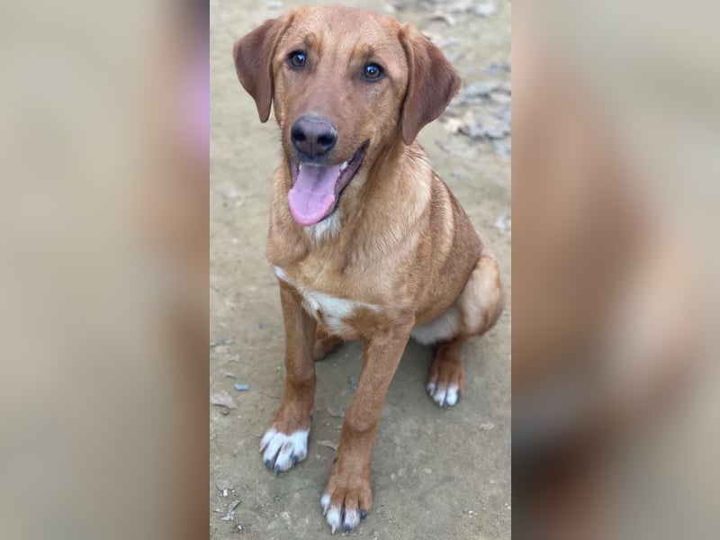 Karamell, geb. ca. 06/2025, lebt in GRIECHENLAND, auf einer privaten Pflegestelle