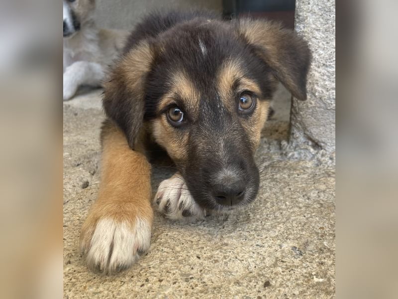 Nike, geb. ca. 03/2026, lebt in GRIECHENLAND, im städt. Tierheim Serres