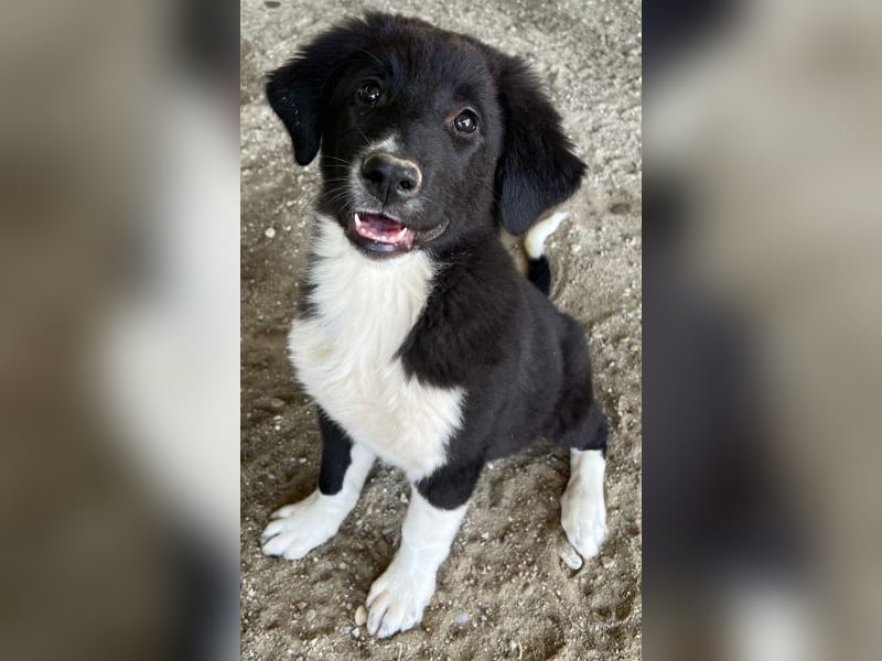 Lotti, geb. ca. 07/2025, lebt in GRIECHENLAND, auf einer privaten Pflegestelle