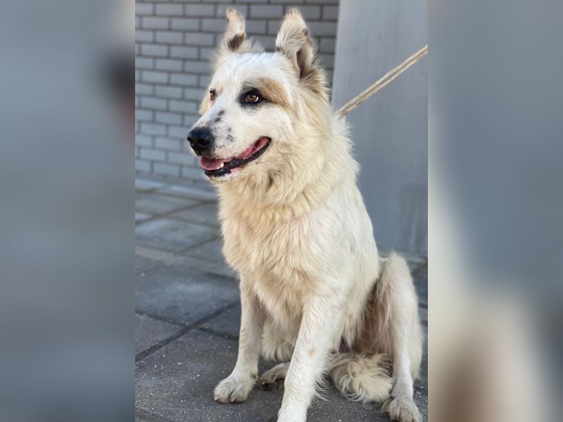 Hope, geb. ca. 03/2024, lebt in GRIECHENLAND, im städt. Tierheim Serres