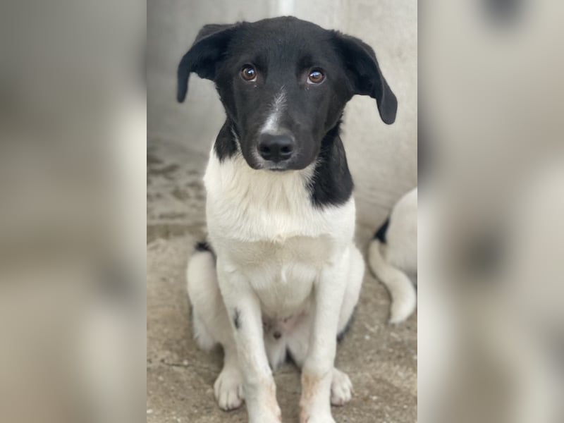 Cap, geb. ca. 06/2024, lebt in GRIECHENLAND, im städt. Tierheim Serres