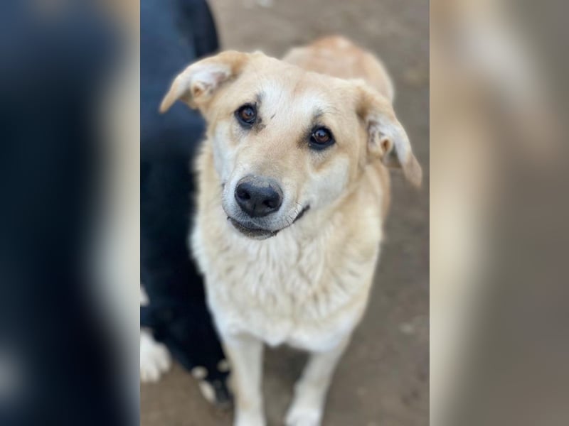 Myanmar, geb. ca. 01/2024, lebt in GRIECHENLAND, auf einer privaten Pflegestelle