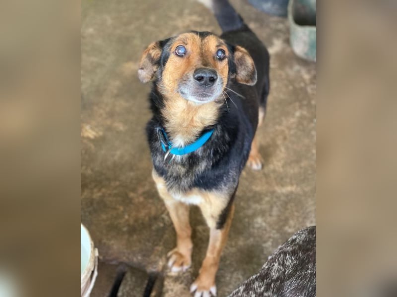 Tizian, geb. ca. 04/2022, lebt in GRIECHENLAND, auf einer privaten Pflegestelle