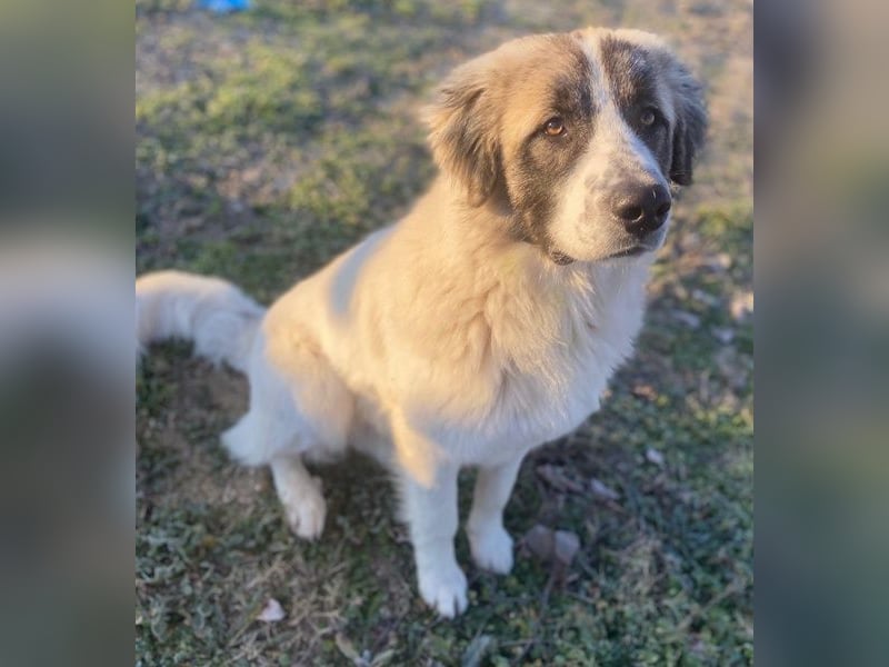 Chef, geb. ca. 07/2025, lebt in GRIECHENLAND, im städt. Tierheim Serres