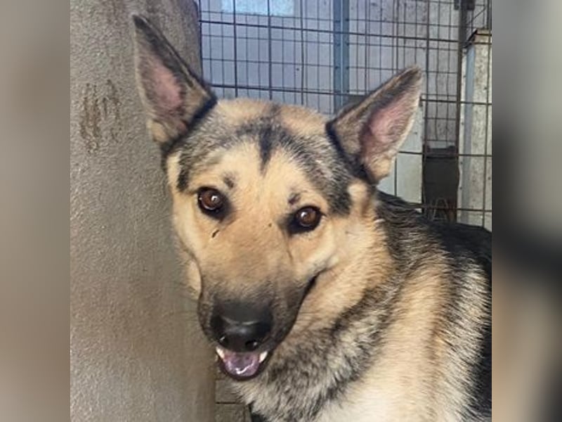 Hankan, geb. ca. 01/2024, lebt in GRIECHENLAND, im städt. Tierheim Serres