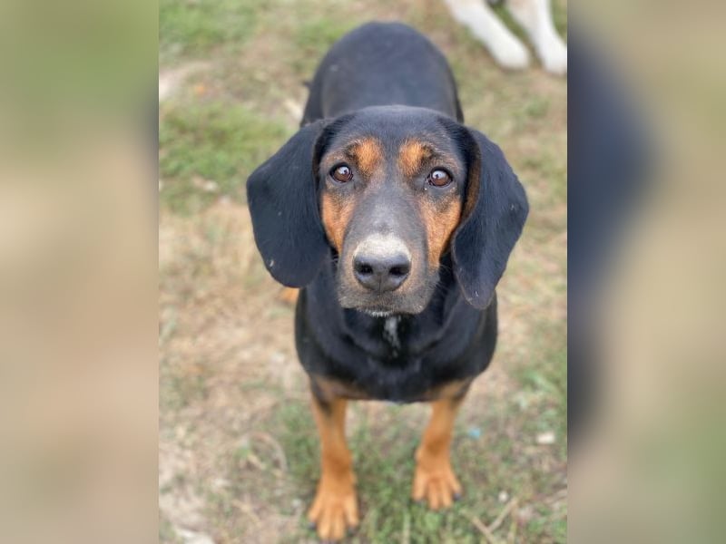 Priska, geb. ca. 08/2021, lebt in GRIECHENLAND, im städt. Tierheim Serres