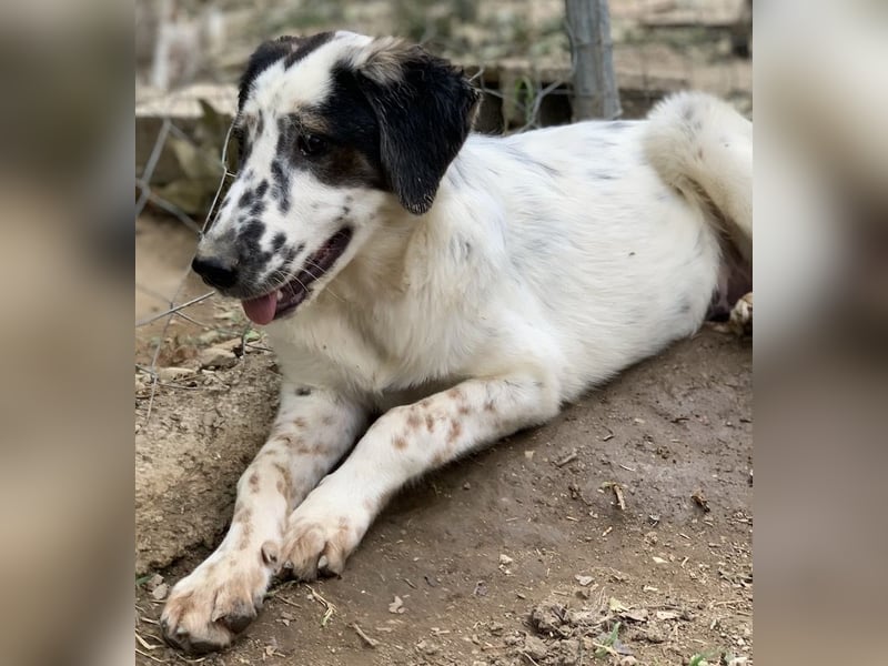 Lime, geb. ca. 02/2023, lebt in GRIECHENLAND, auf einer privaten Pflegestelle