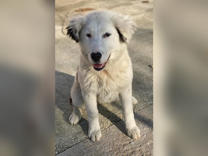 Canja, geb. ca. 08/2022, lebt in GRIECHENLAND, im städt. Tierheim Serres