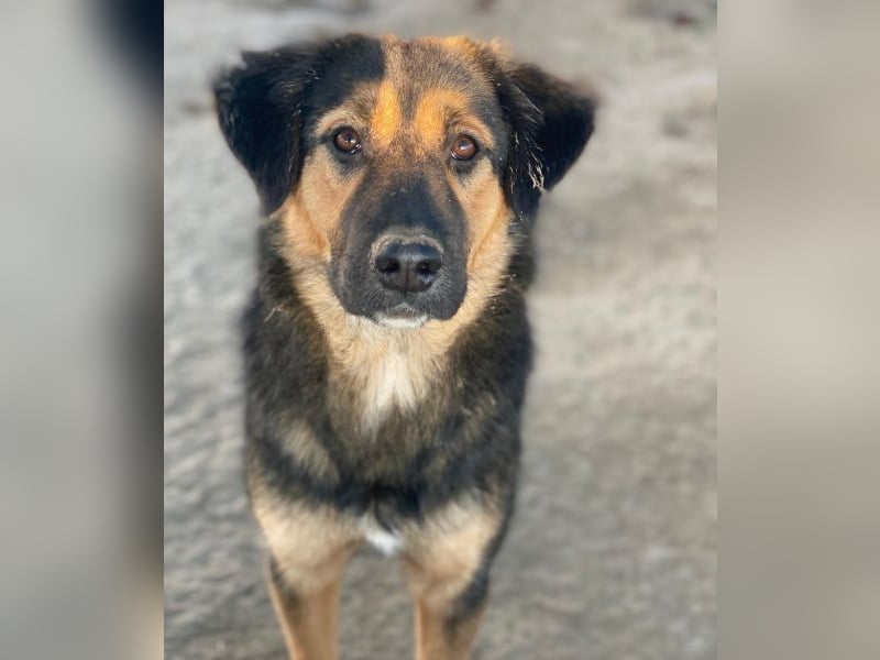 Glinda, geb. ca. 07/2025, lebt in GRIECHENLAND, im städt. Tierheim Serres