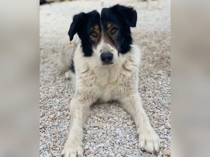 Xalia, geb. ca. 03/2018, lebt in GRIECHENLAND, im städt. Tierheim Serres