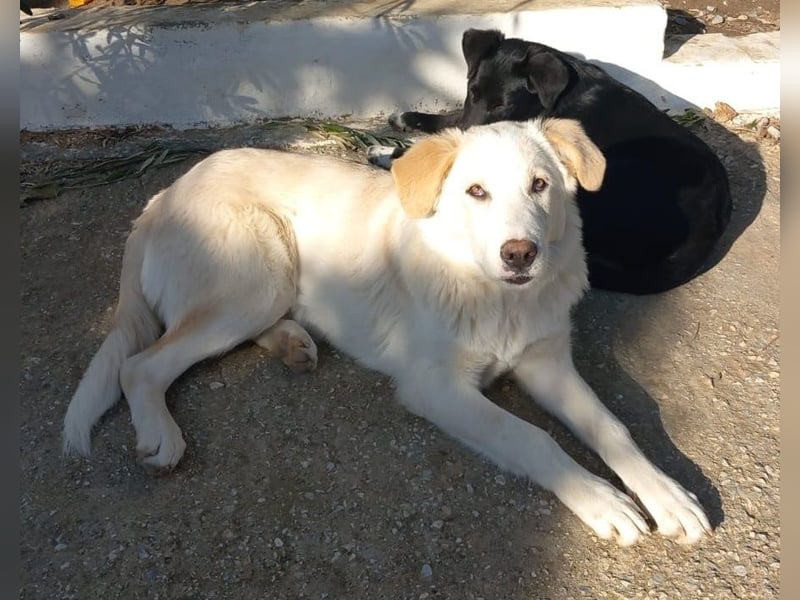 Chelsey, geb. ca. 04/2024, lebt in GRIECHENLAND, auf einer privaten Pflegestelle