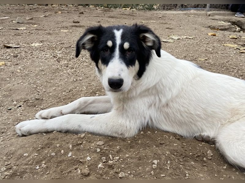 Vivia, geb. ca. 03/2023, lebt in GRIECHENLAND, im städt. Tierheim Serres
