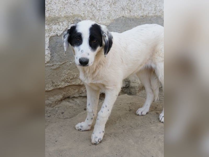 Sauvignon Blanc, geb. ca. 09/2025, lebt in GRIECHENLAND, auf einer privaten Pflegestelle