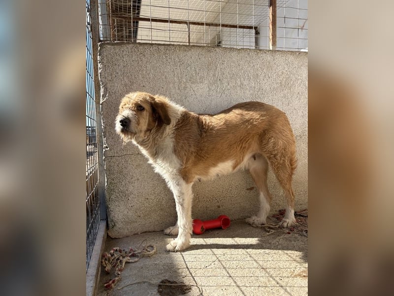 Yennefer, geb. ca. 05/2024, lebt in GRIECHENLAND, im städt. Tierheim Serres