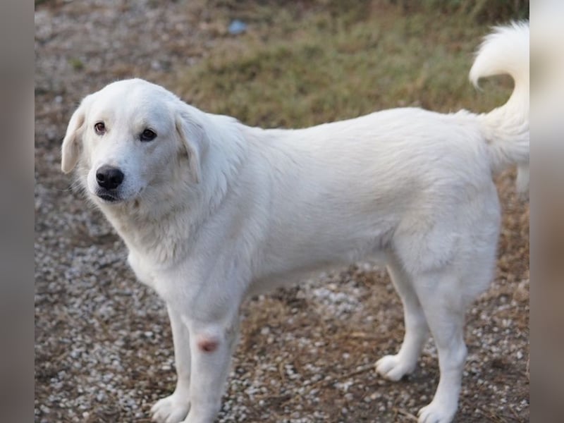 Idallo, geb. ca. 12/2020, lebt in GRIECHENLAND, im städt. Tierheim Serres