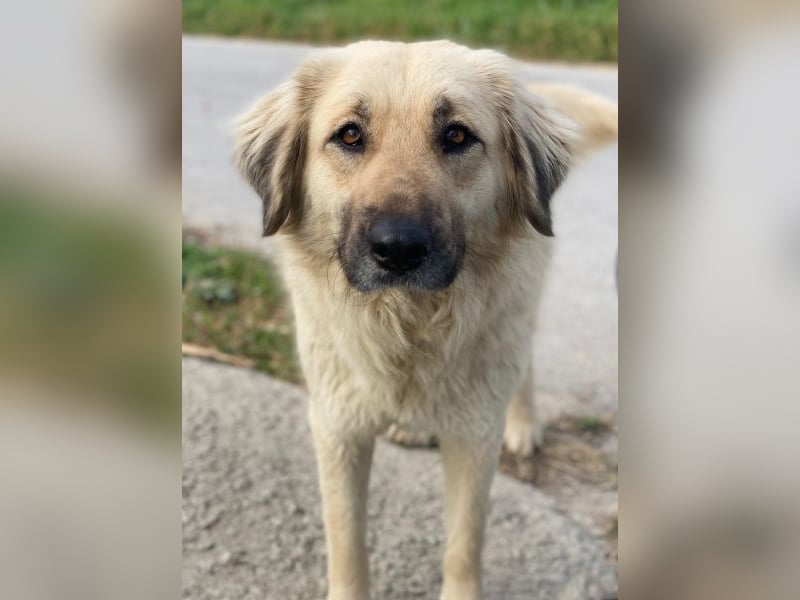 Hermine Granger, geb. ca. 12/2023, lebt in GRIECHENLAND, im städt. Tierheim Serres