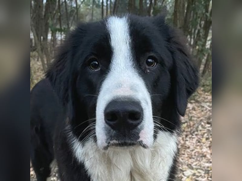 Sloan, geb. ca. 01/2022, lebt in GRIECHENLAND, auf einem Gelände, wird notdürftig versorgt