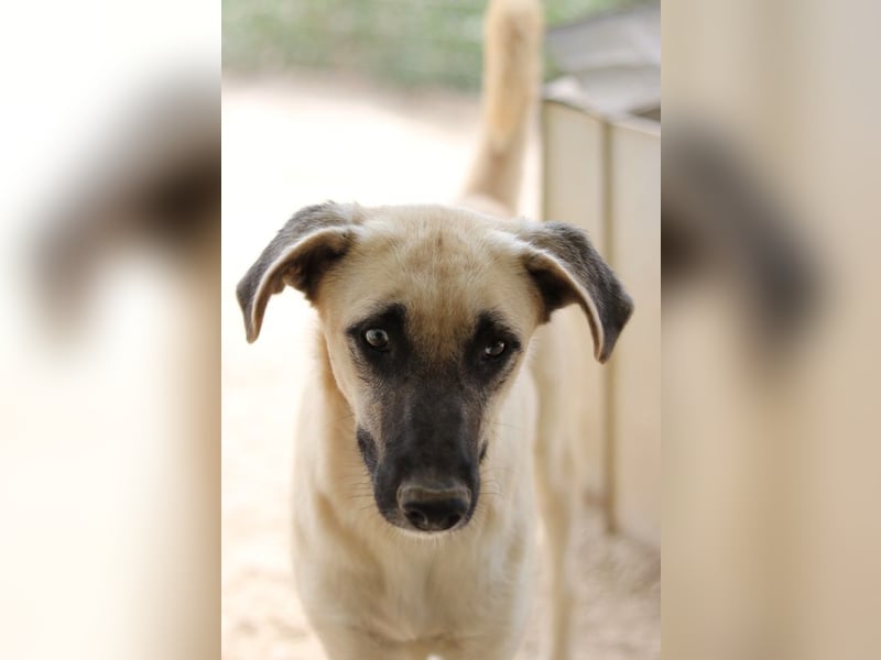 Carlchen, geb. ca. 03/2023, lebt in GRIECHENLAND, im städt. Tierheim Serres