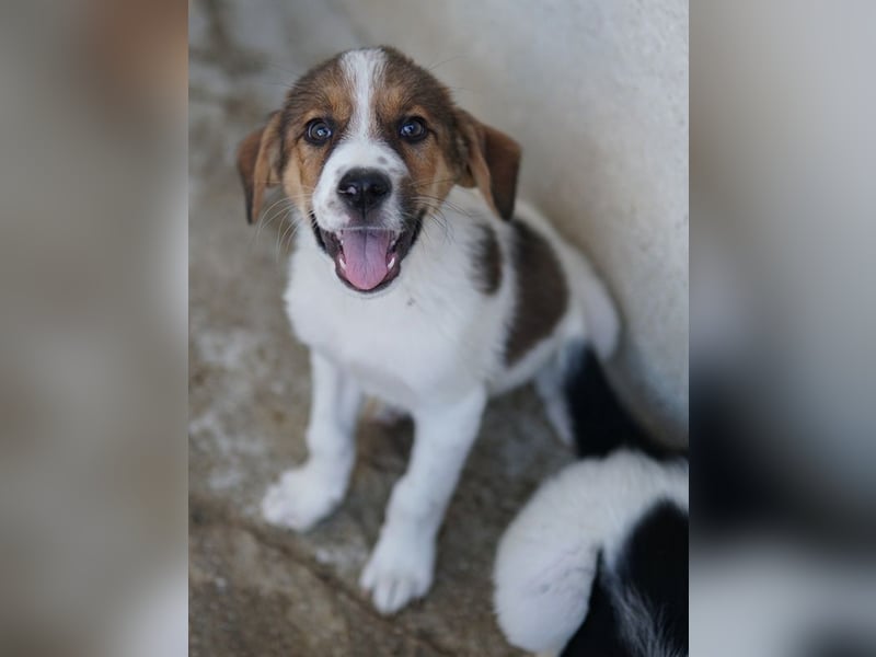 Florin, geb. ca. 05/2025, lebt in GRIECHENLAND, im städt. Tierheim Serres