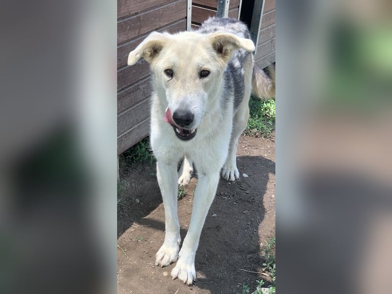 Boybro, geb. ca. 04/2019, lebt in GRIECHENLAND, im städt. Tierheim Serres