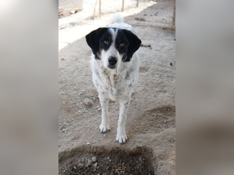 Amaya, geb. ca. 02/2023, lebt in GRIECHENLAND, im städt. Tierheim Serres