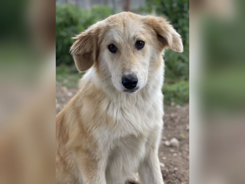 Giannis, geb. ca. 07/2022, lebt in GRIECHENLAND, im städt. Tierheim Serres