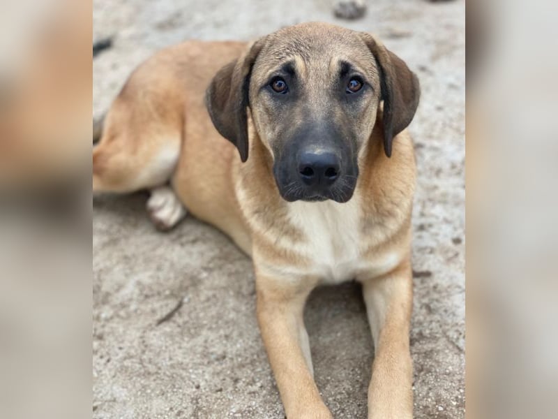 Zira, geb. ca. 02/2025, lebt in GRIECHENLAND, auf einer privaten Pflegestelle