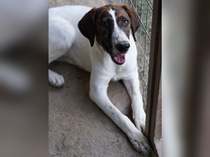 Ubena, geb. ca. 02/2025, lebt in GRIECHENLAND, auf einer privaten Pflegestelle