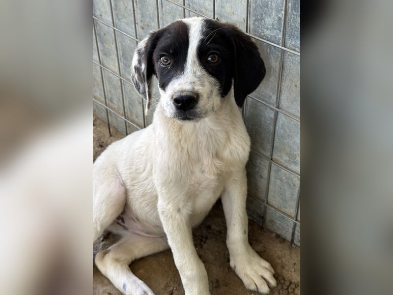 Utha, geb. ca. 02/2025, lebt in GRIECHENLAND, auf einer privaten Pflegestelle