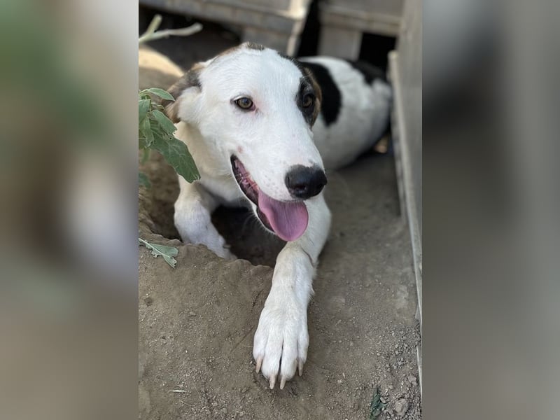 Colette, geb. ca. 02/2022, lebt in GRIECHENLAND, im städt. Tierheim Serres