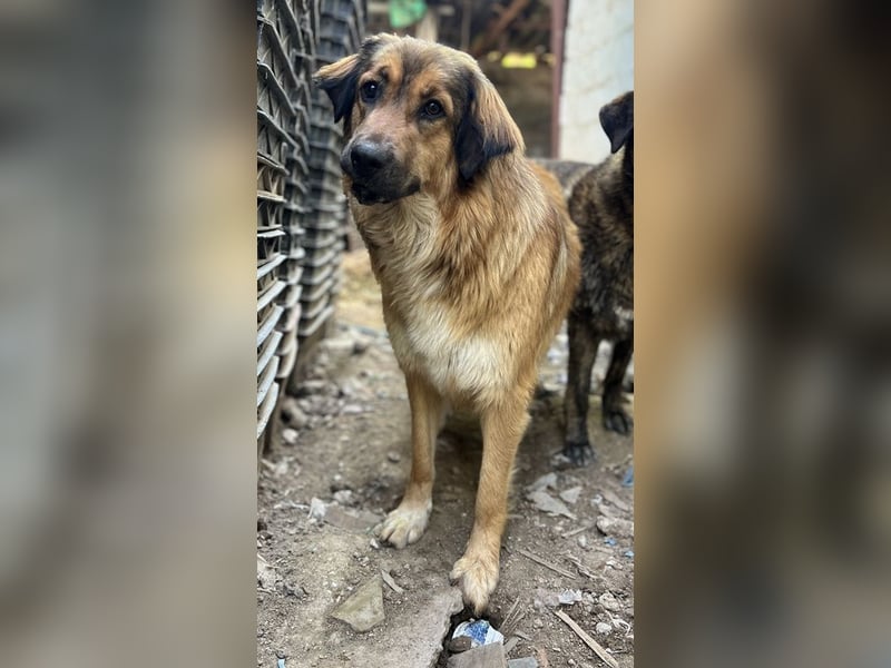 Melica, geb. ca. 09/2023, lebt in GRIECHENLAND, auf einer privaten Pflegestelle