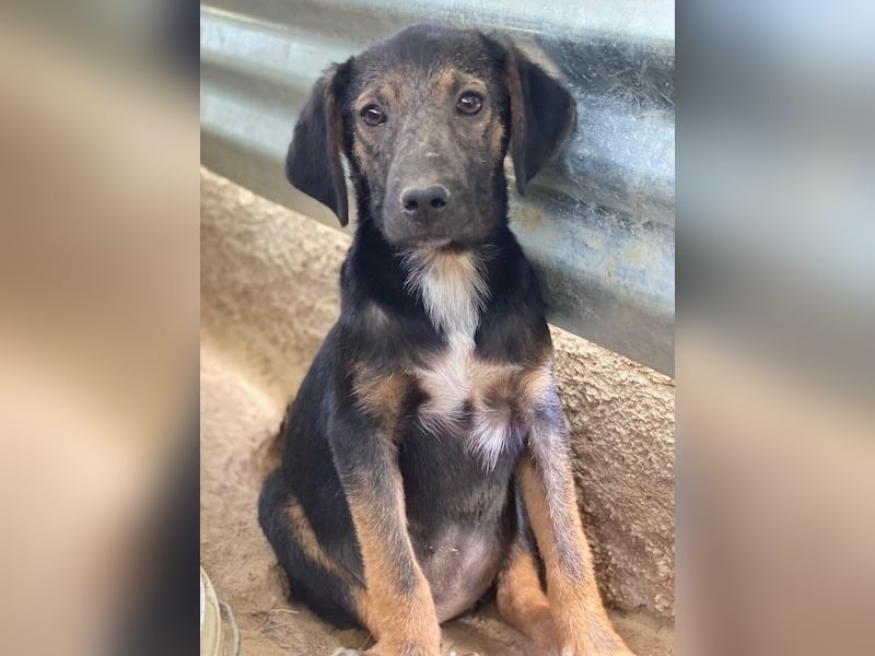 Miranda, geb. ca. 01/2026, lebt in GRIECHENLAND, auf einer privaten Pflegestelle