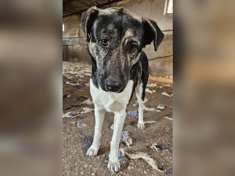 Kaiser, geb. ca. 12/2023, lebt in GRIECHENLAND, auf einem Gelände, Hunde werden notdürftig versorgt
