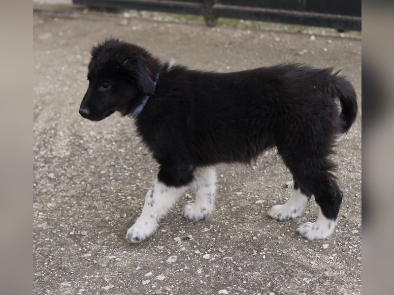 Baron, geb. ca. 12/2023, lebt in GRIECHENLAND, auf einem Gelände, Hunde werden notdürftig versorgt