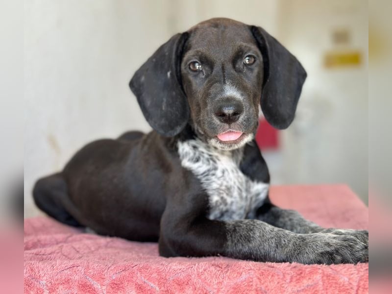 Kiki, geb. ca. 06/2026, lebt in GRIECHENLAND, im städt. Tierheim Serres