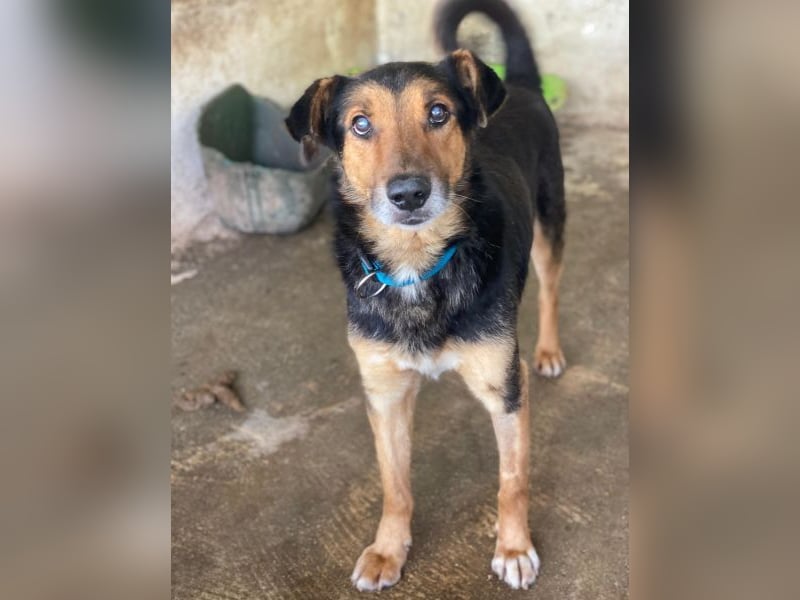 Tizian, geb. ca. 04/2022, lebt in GRIECHENLAND, auf einer privaten Pflegestelle