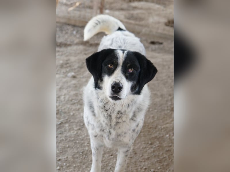 Amaya, geb. ca. 02/2023, lebt in GRIECHENLAND, im städt. Tierheim Serres