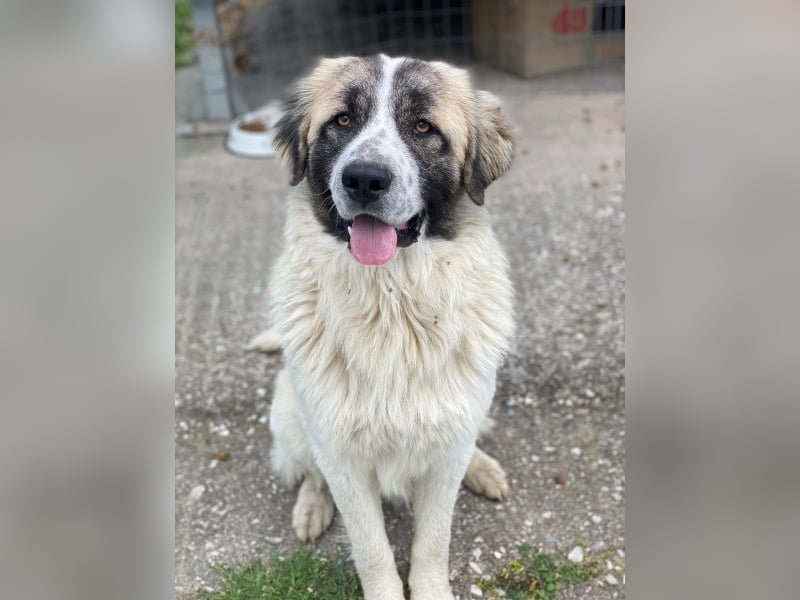 Chef, geb. ca. 07/2025, lebt in GRIECHENLAND, im städt. Tierheim Serres