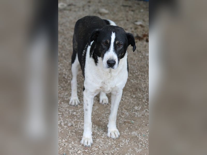 Ancho, geb. ca. 10/2021, lebt in GRIECHENLAND, im städt. Tierheim Serres