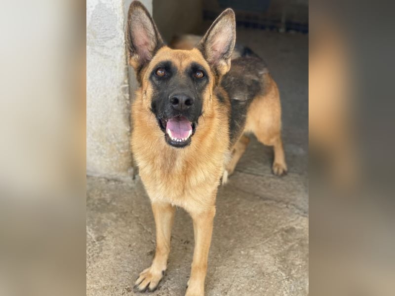 Wilma, geb. ca. 04/2021, lebt in GRIECHENLAND, im städt. Tierheim Serres