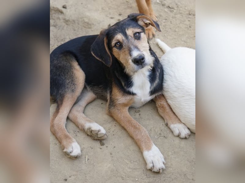 Kunigunde, geb. ca. 09/2025, lebt in GRIECHENLAND, auf einer privaten Pflegestelle