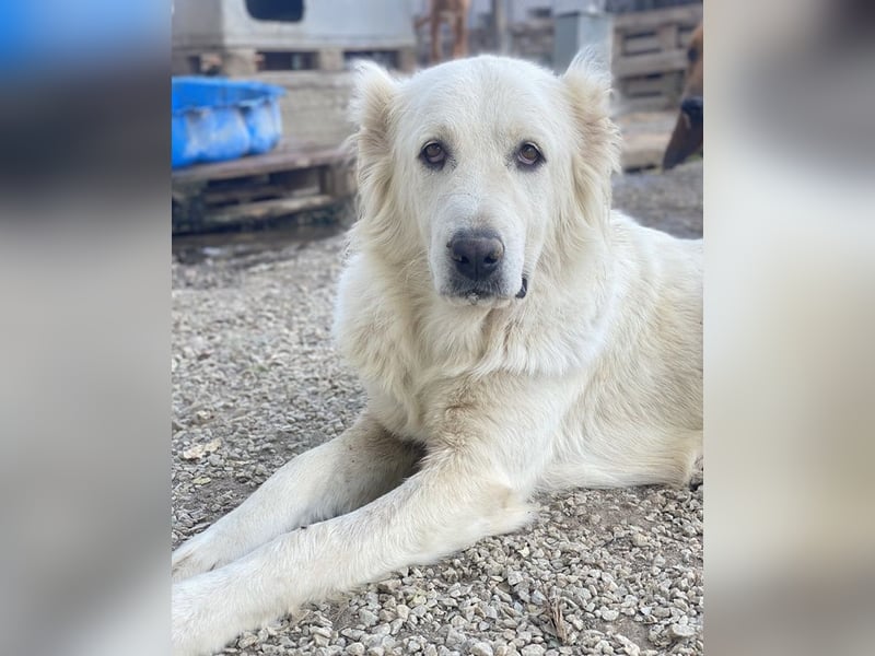 Kankara, geb. ca. 02/2022, lebt in GRIECHENLAND, im städt. Tierheim Serres